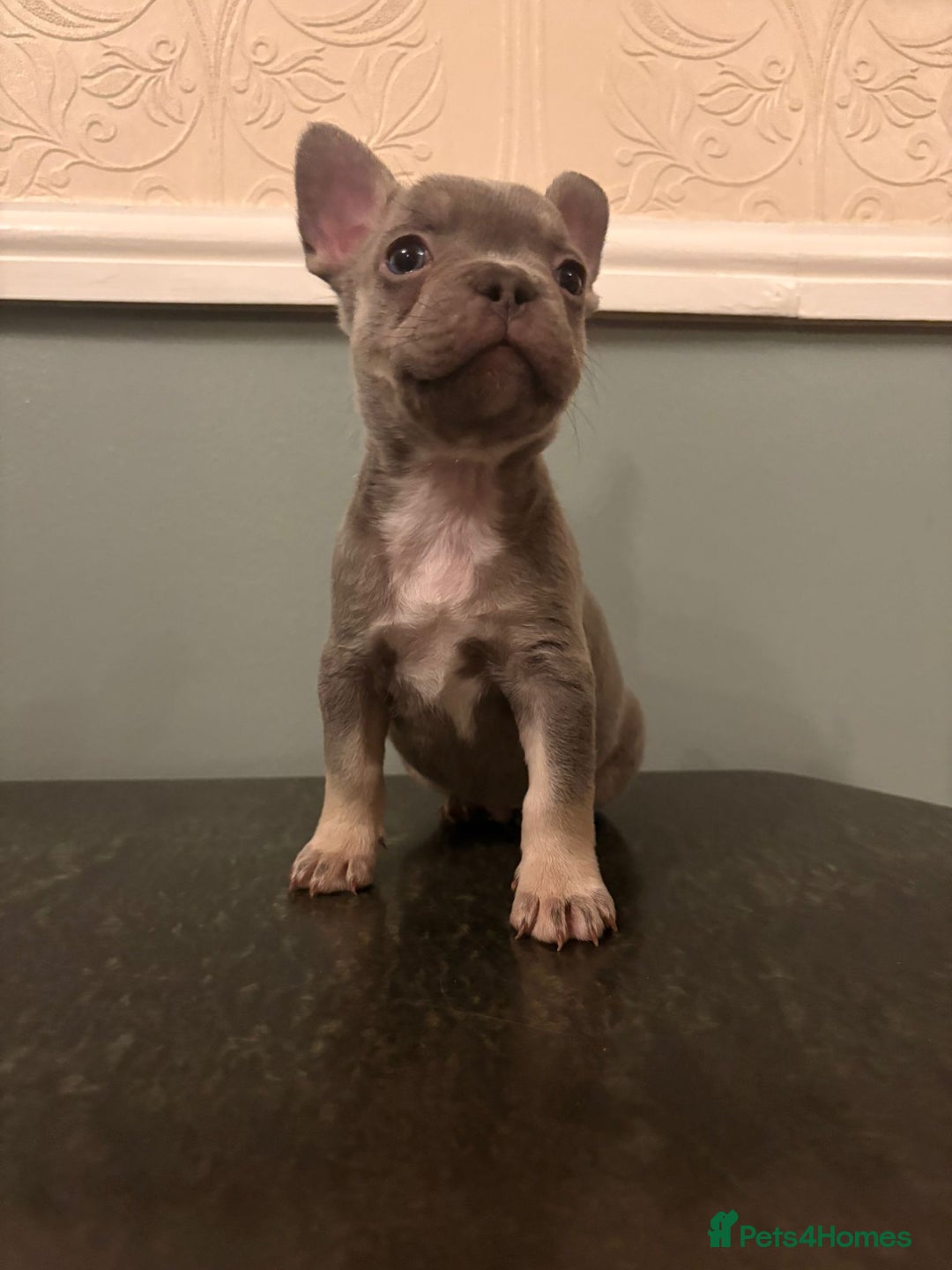 French Bulldog dogs for sale: Stunning French bulldog puppies  - Advert 7