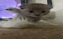 Scottish Fold cats for sale: Scottish fold kittens for sale  - Image 27