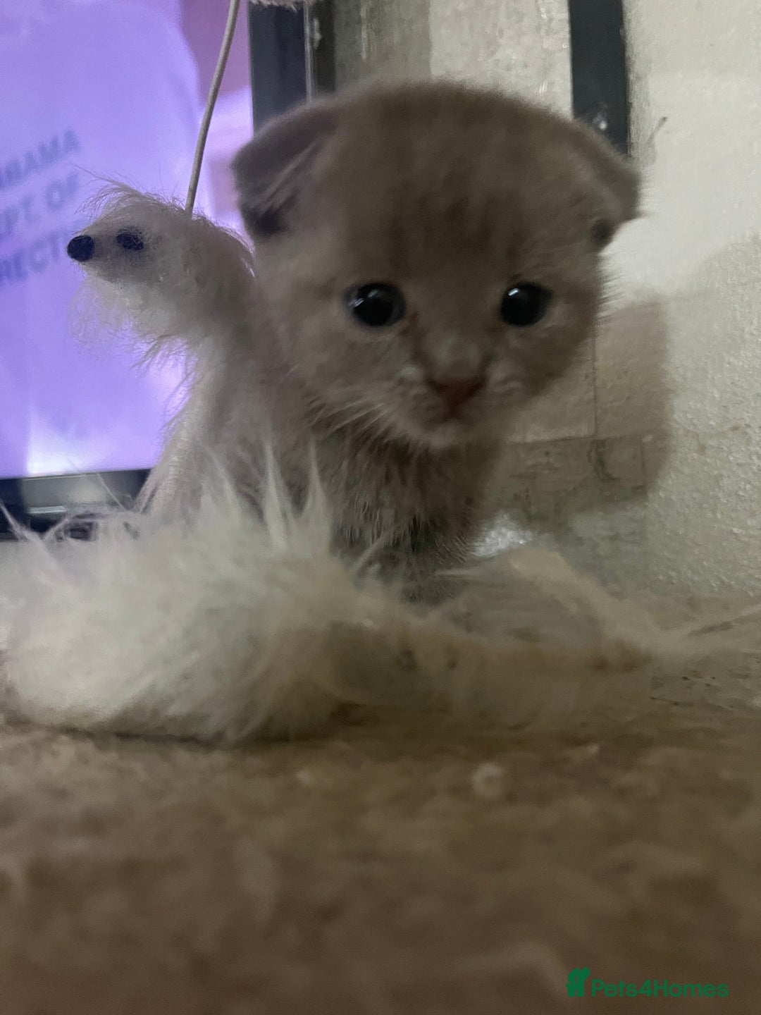 Scottish Fold cats for sale: Scottish fold kittens for sale  - Image 27