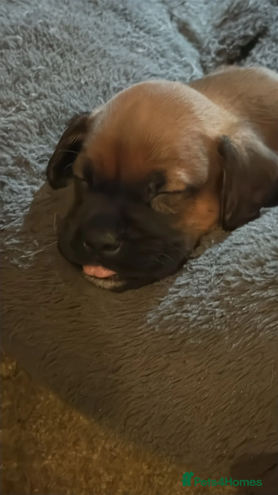 Mixed Breed dogs for sale: Two beautiful labox puppies in Queenborough - Advert 5