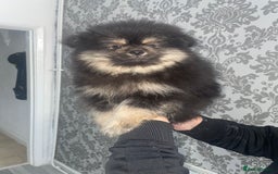 Pomeranian dogs for sale: High quality Pomeranian puppies  - Image 5