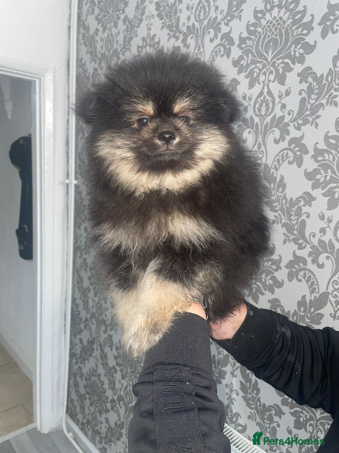 Pomeranian dogs for sale: High quality Pomeranian puppies  - Image 5