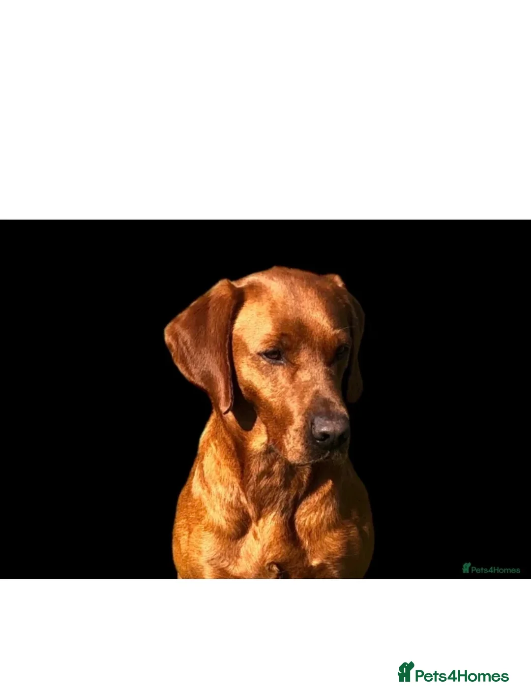 Labrador Retriever dogs for sale: Dark Fox Red Labrador Puppies - KC Registered  in Preston - Advert 12