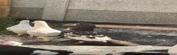 Mixed Breed birds for sale: Top quality 2 Afghan male pigeons in Ilford - Advert 1