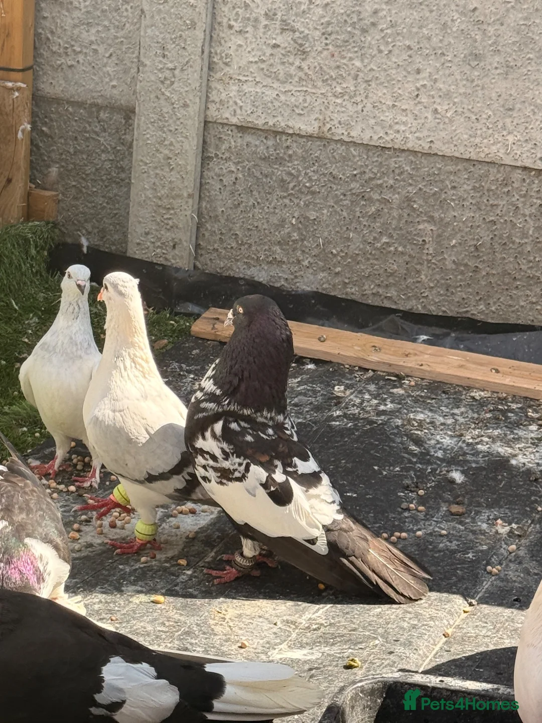 Mixed Breed birds for sale: Top quality 2 Afghan male pigeons in Ilford - Advert 1