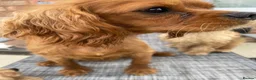 Cavapoo dogs for sale: Toy cavapoos  - Advert 3