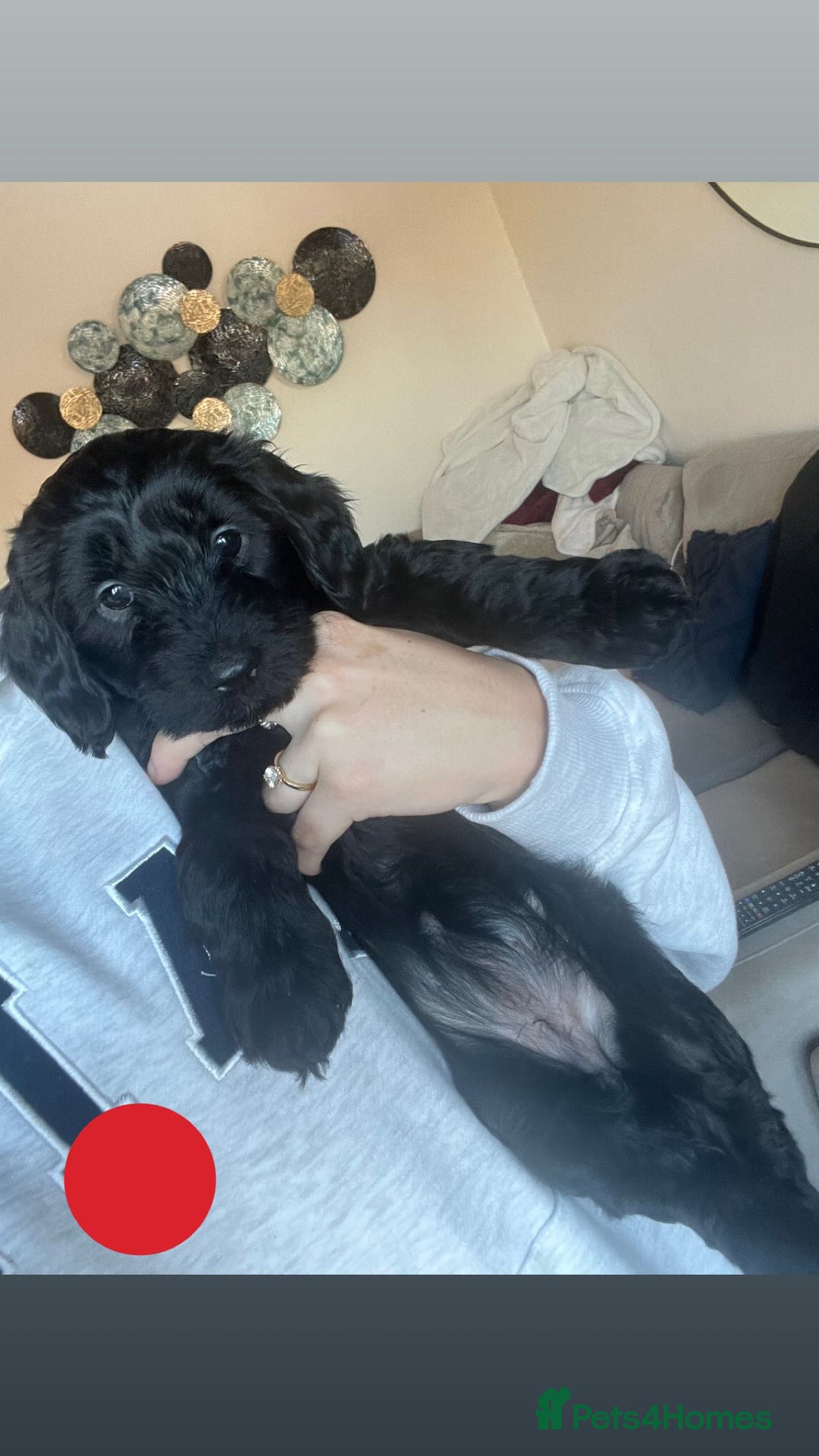 Cockapoo dogs for sale: F1b Cockapoo Puppies Last 3 Available – Ready Now. - Advert 3