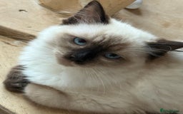 Ragdoll cats for sale: 💙🩷GCCF RAGDOLL KITTENS M&F 14WKS AWARD WINS 🥇 - Image 31