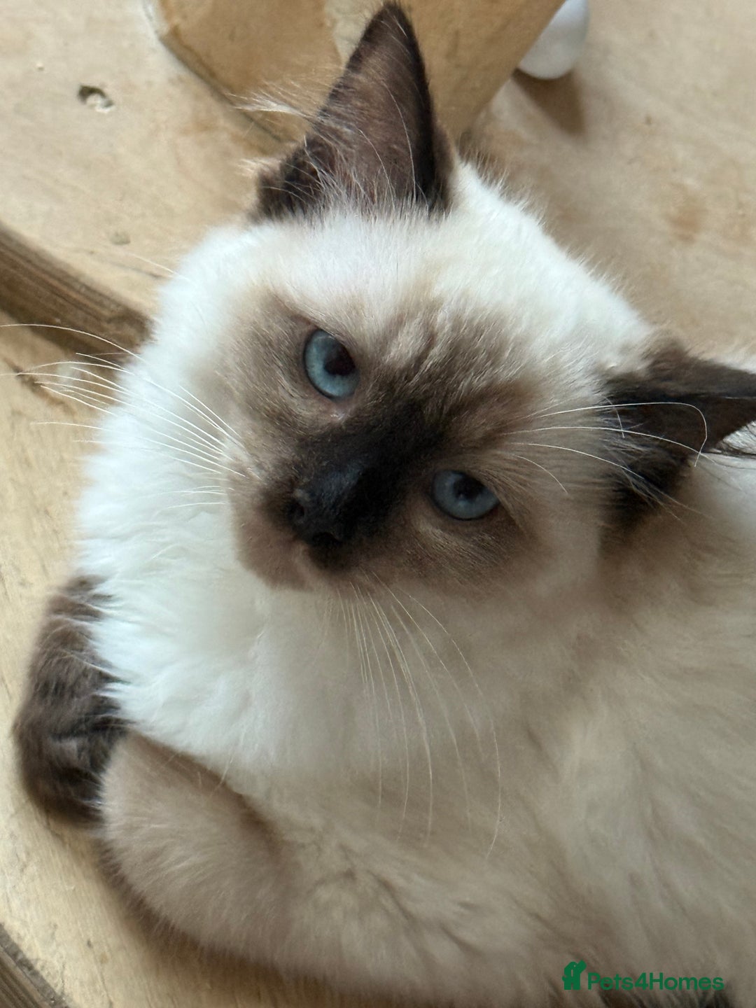 Ragdoll cats for sale: 💙🩷GCCF RAGDOLL KITTENS M&F 14WKS AWARD WINS 🥇 - Image 31
