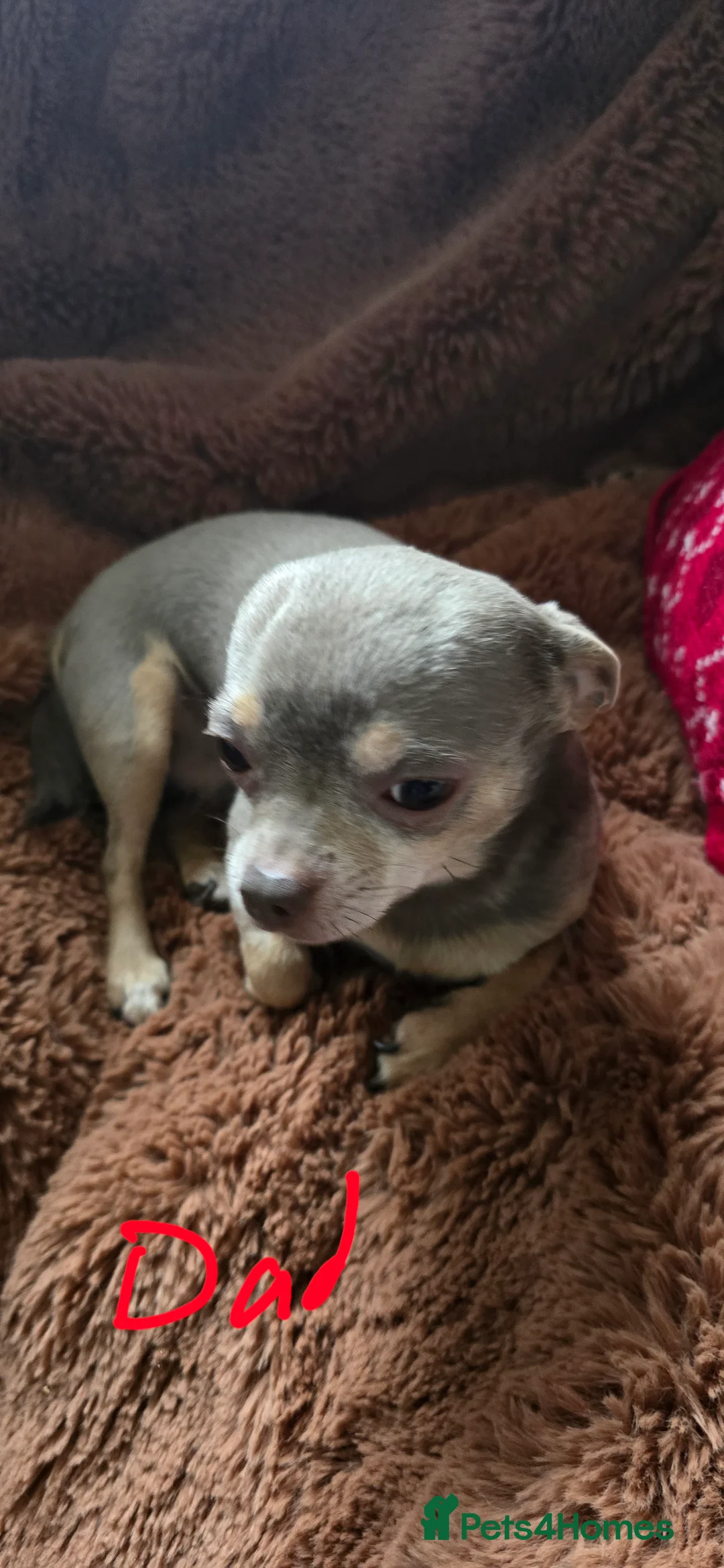 Chihuahua dogs for sale: Beautiful Chihuahua puppies  in Blackwood - Advert 3