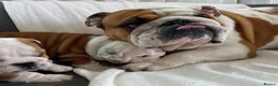 English Bulldog dogs for sale: Beautiful PURE English Bulldog Pups Ready for sale - Advert 1
