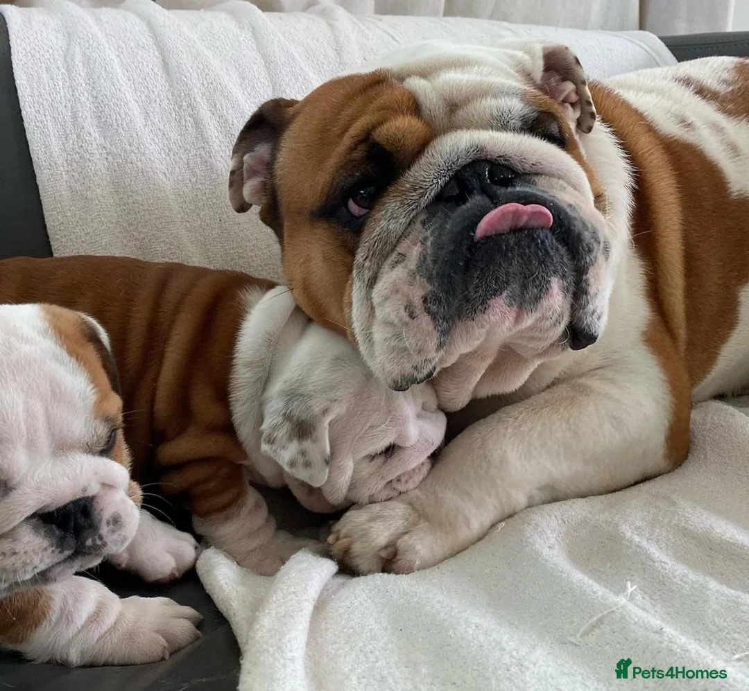 English Bulldog dogs for sale: Beautiful PURE English Bulldog Pups Ready for sale - Advert 1