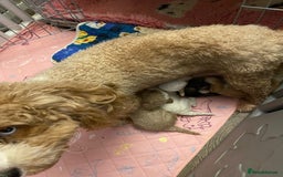Cavapoo dogs for sale: Gorgeous cavapoo pups from health tested parents - Image 5