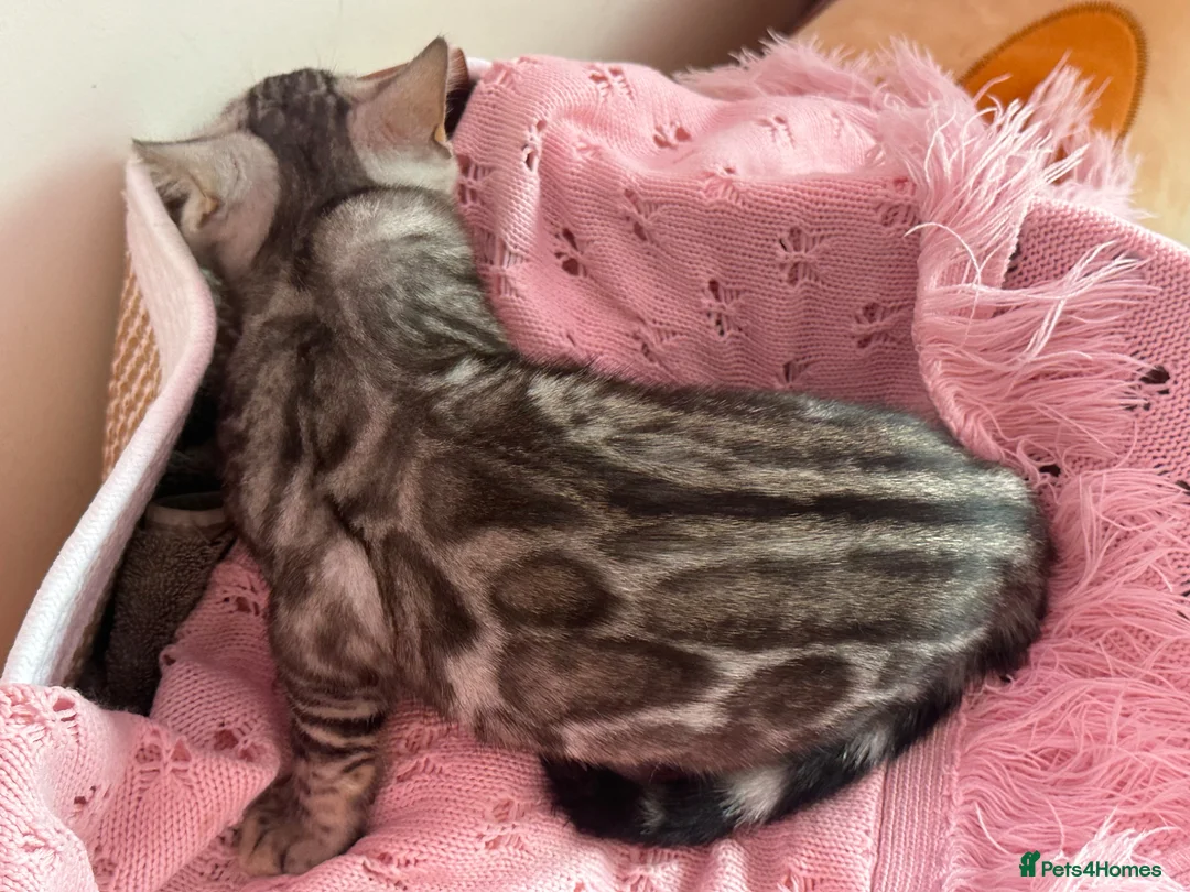 Bengal cats for sale: Exceptional Pure Pedigree Silver Grey TICA Bengal - Advert 24