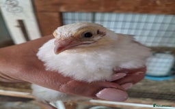 Quail poultry for sale: Coturnix quail  - Image 3