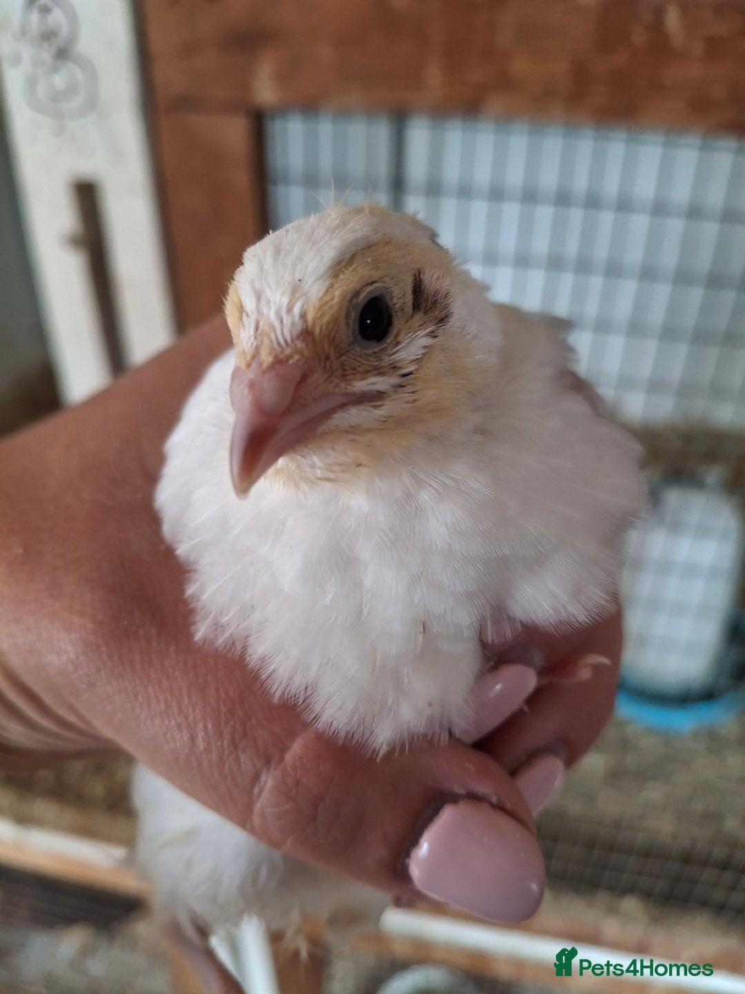 Quail poultry for sale: Coturnix quail  - Image 3