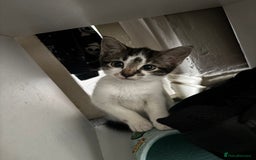 Domestic Shorthair cats for sale: 2 Female & 1 Male adorable baby kittens for SALE🐈 - Image 8