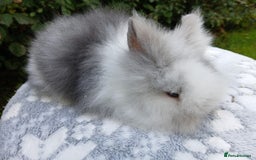 Lionhead rabbits for sale: Stunning DM Lionhead baby rabbits RTR - Image 5
