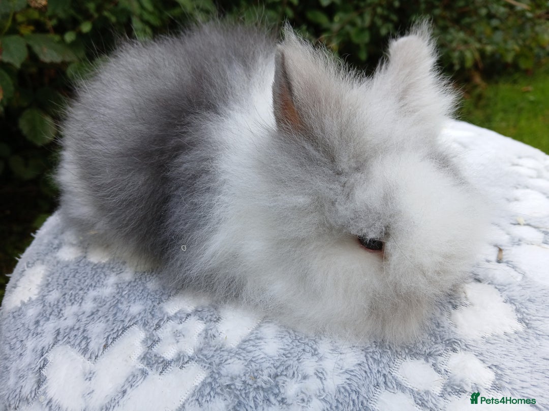 Lionhead rabbits for sale: Stunning DM Lionhead baby rabbits RTR - Image 5