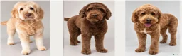 Double Doodle dogs for sale: Health and DNA tested Double Doodles - Advert 3