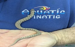 Python Snake reptiles for sale: Royal Pythons  - Image 5