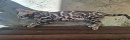 Bengal cats for sale: Show Quality Bengal Kittens – 5★ Licensed Cattery - Advert 27