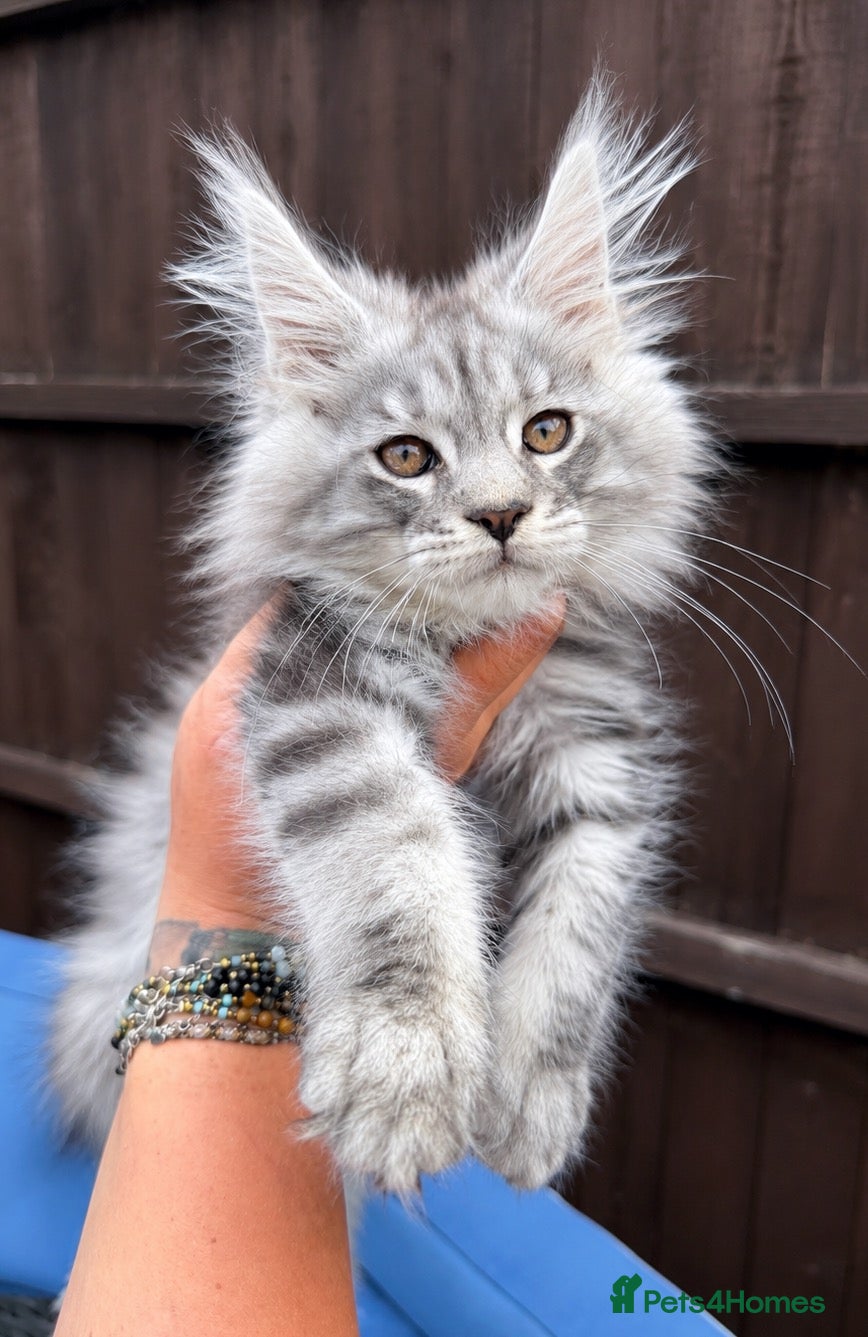 Maine Coon cats Maine Coons with Tests, Papers, Vet Checks & Vacc. - Advert 5