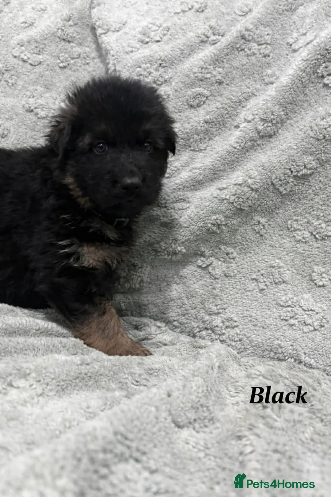 German Shepherd dogs for sale: Beautiful German Shepherd Puppies Kc Registered  - Advert 7