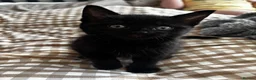 Mixed Breed cats for sale: Two black kittens  - Advert 5
