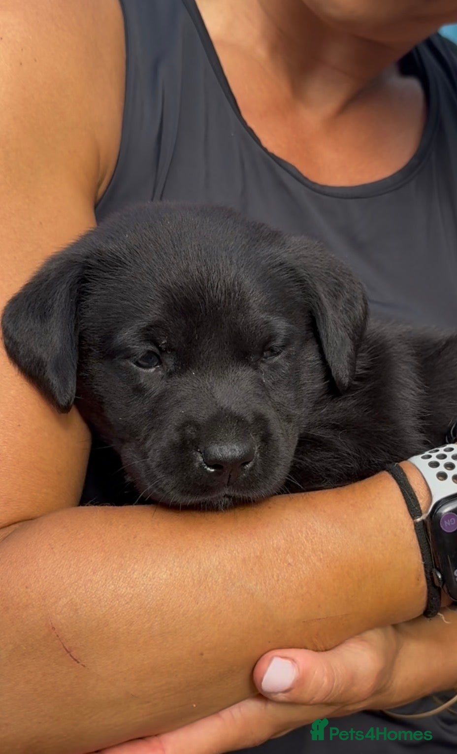 Labrador Retriever dogs LAST BEAUTIFUL GIRL ready 11 July! Excellent Labs - Advert 1
