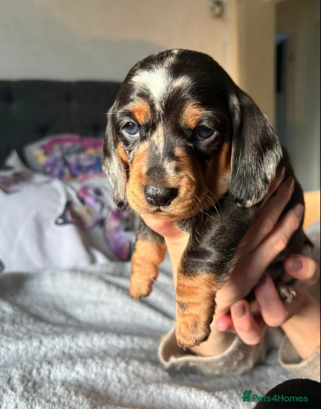 Miniature Dachshund dogs for sale: MAGNIFICENT DACHSHUND PUPPIES in Edinburgh - Advert 3