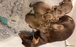 Miniature Dachshund dogs for sale: Kc reg mini dachshunds - Image 5