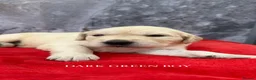 Golden Retriever dogs for sale: 9 beautiful golden retriever puppies - Advert 15