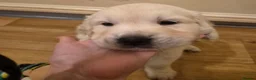 Golden Retriever dogs for sale: Beautiful golden retriever puppies  - Advert 10