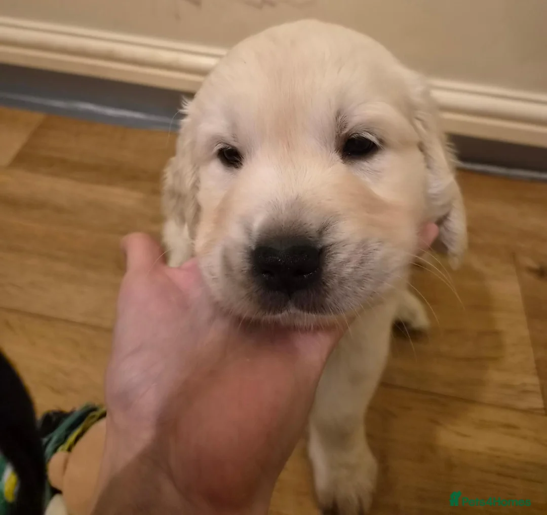 Golden Retriever dogs for sale: Beautiful golden retriever puppies  - Advert 10