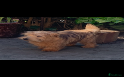 Norfolk Terrier dogs for sale: Nolfolk terrier pups - Image 7