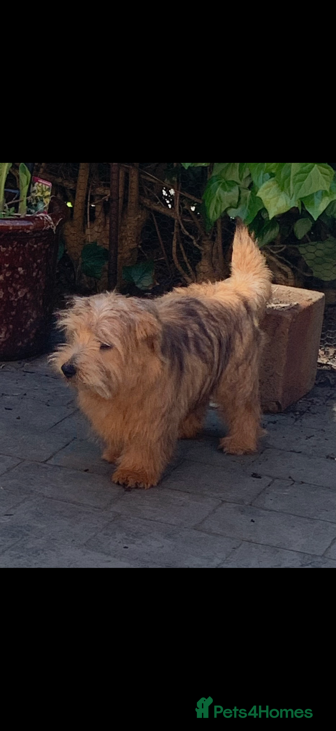 Norfolk Terrier dogs for sale: Nolfolk terrier pups - Image 7