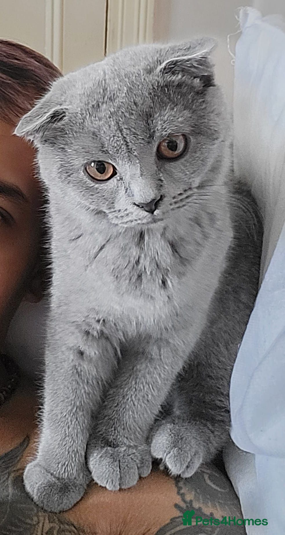 British Shorthair cats British short hair kitten  - Advert 1