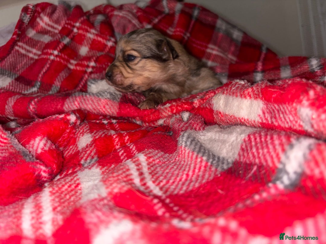 Chihuahua dogs for sale: Merle Chihuahuas 🩵 🩷 3 boys 2 girls available  - Advert 7