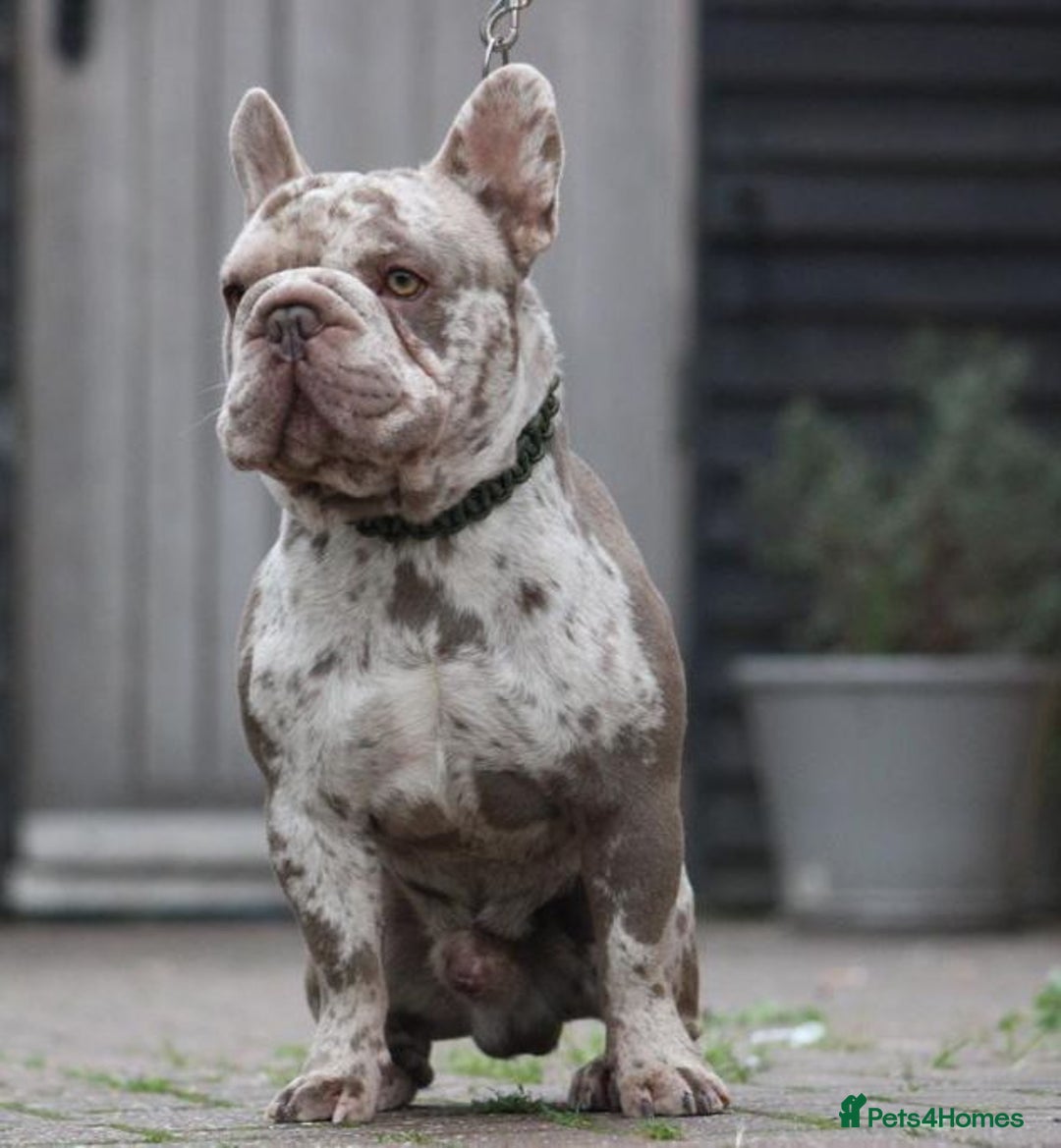 French Bulldog dogs for sale:  Isabella merle male French bulldog - Advert 2