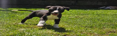 Mixed Breed 1