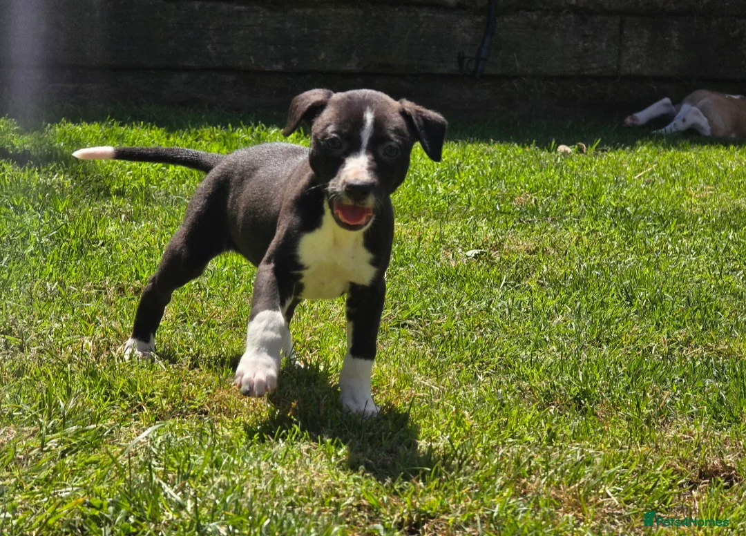 Mixed Breed dogs for sale: Whippet lurcher - Advert 5