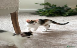 Mixed Breed cats for adoption: 4x 10 week rescue kittens waiting for homes - Image 6