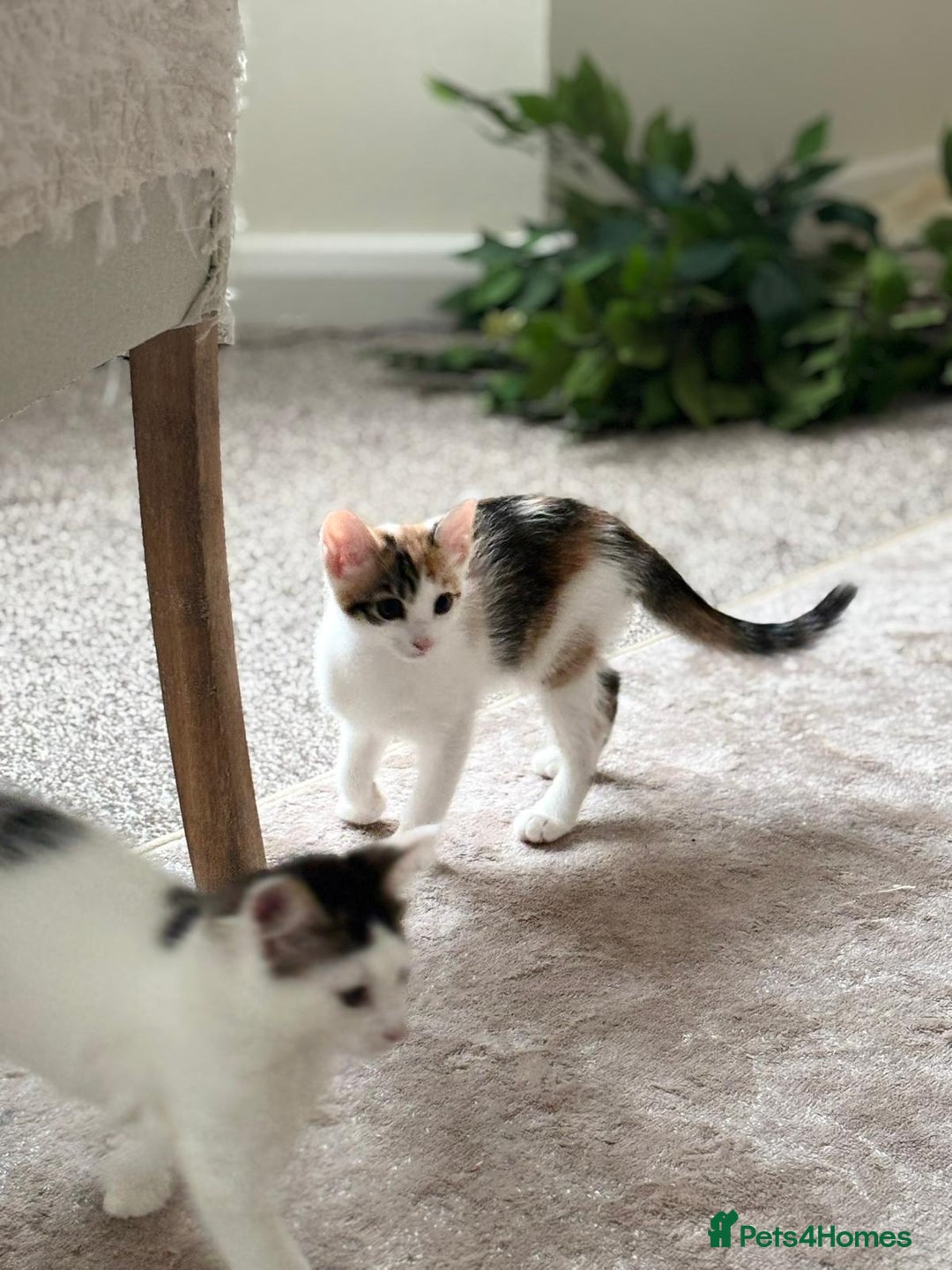 Mixed Breed cats for adoption: 4x 10 week rescue kittens waiting for homes - Image 6