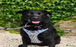 Mixed Breed dogs for adoption: Rocco - Image 1