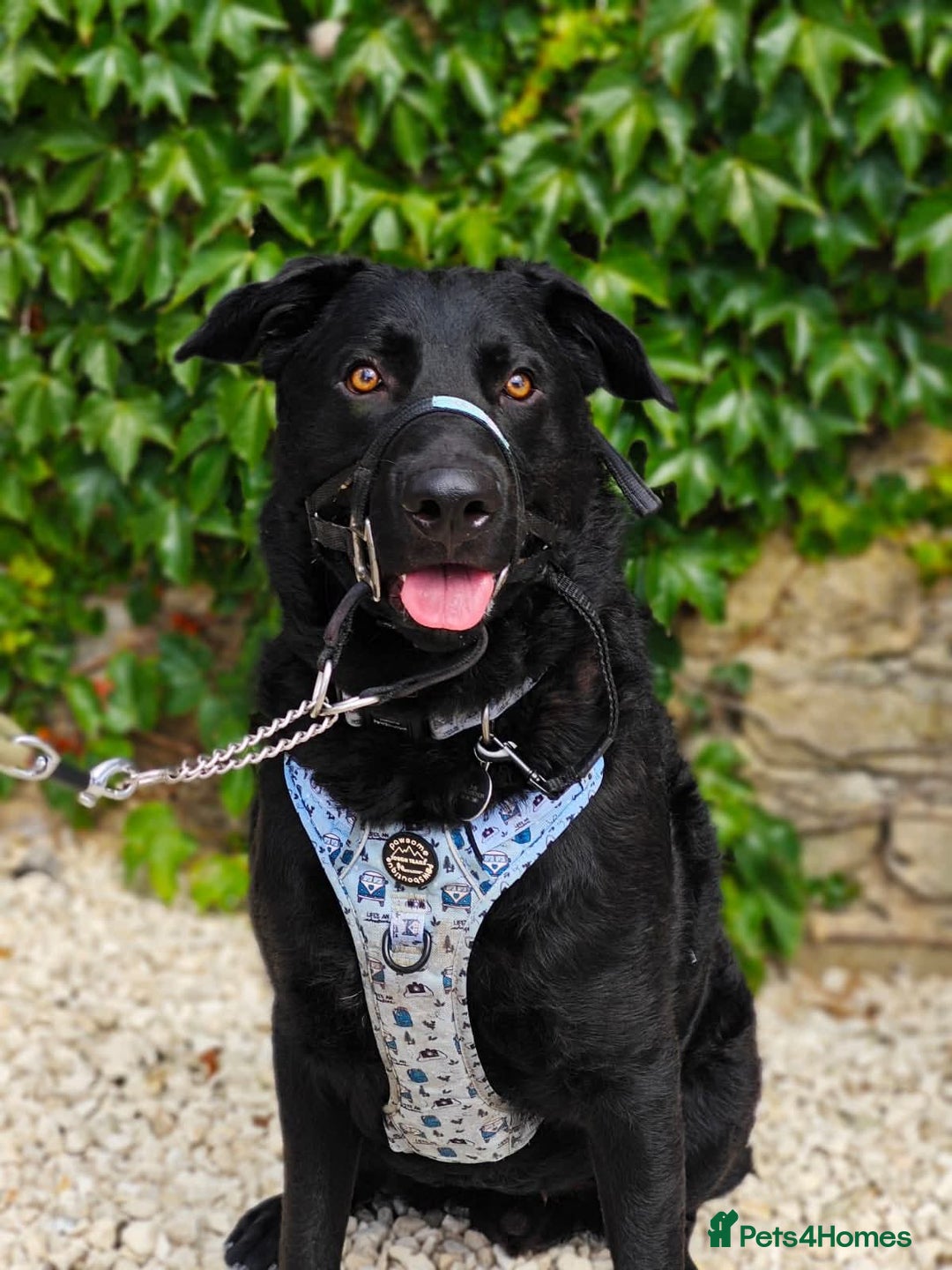 Mixed Breed dogs for adoption: Rocco - Image 1