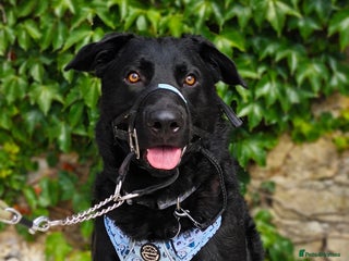 Mixed Breed dogs - Advert 13