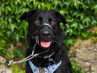 Mixed Breed dogs Rocco - Advert 14