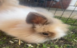 Lionhead rabbits for sale: 4 beautiful lionhead rabbits £35 each - Image 4