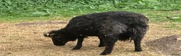 Sheep livestock for sale: Oessant Sheep (wether) - Advert 3